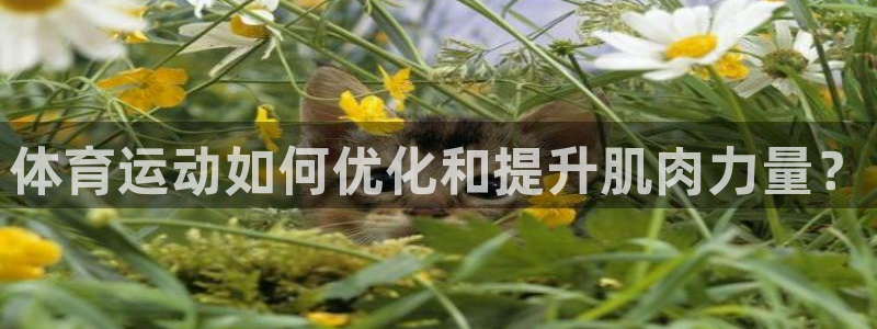体育运动如何优化和提升肌肉力量？