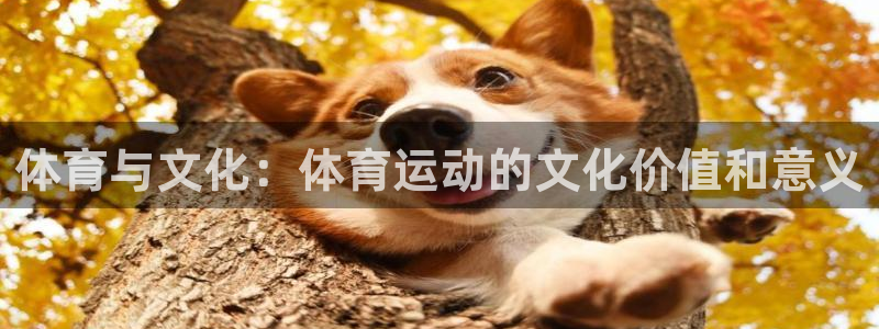 体育与文化：体育运动的文化价值和意义